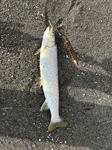 アメマスの釣果