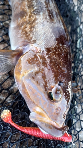 アイナメの釣果