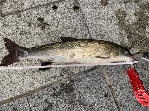 マルタウグイの釣果