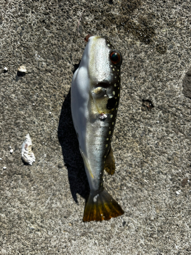 クサフグの釣果