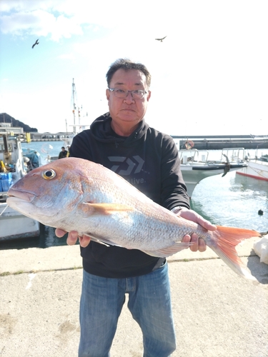 マダイの釣果