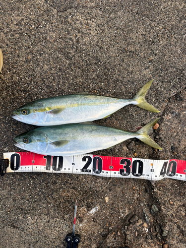 ツバイソの釣果