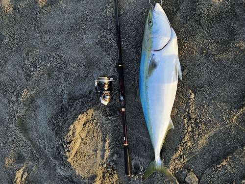 ブリの釣果