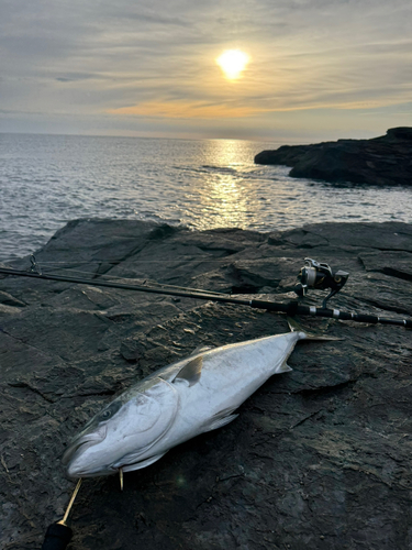 ブリの釣果