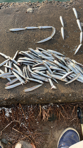 カタクチイワシの釣果