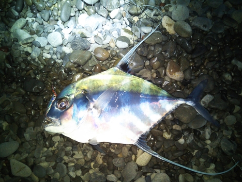 イトヒキアジの釣果