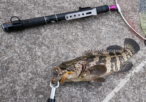 チャイロマルハタの釣果