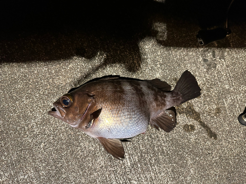 メバルの釣果