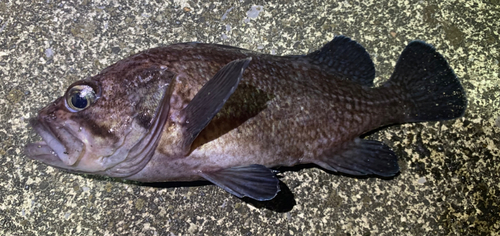 マゾイの釣果