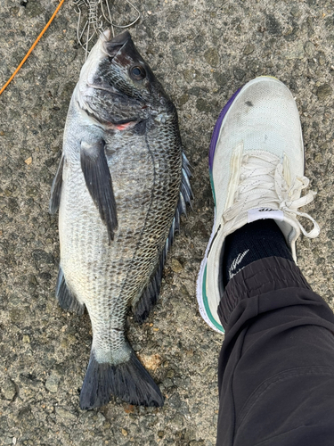 チヌの釣果