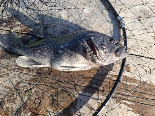 クロソイの釣果