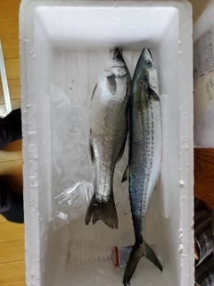 サゴシの釣果