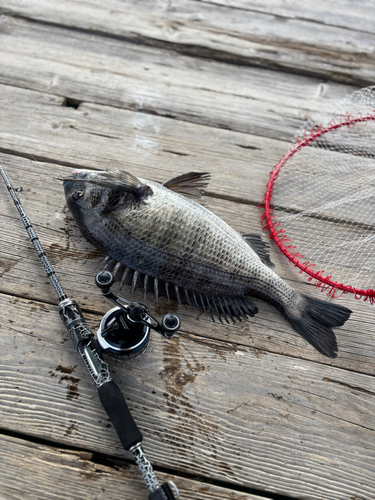 クロダイの釣果