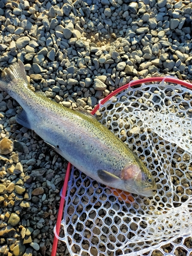 ニジマスの釣果