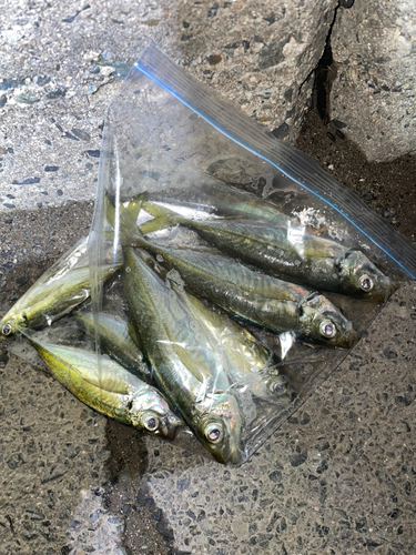 アジの釣果