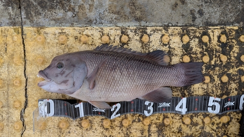 コブダイの釣果