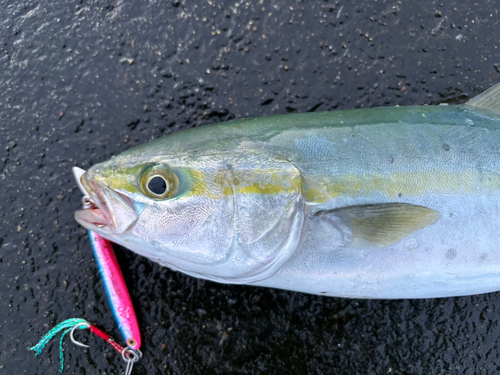 ツバイソの釣果