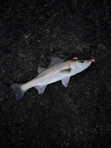 セイゴ（マルスズキ）の釣果