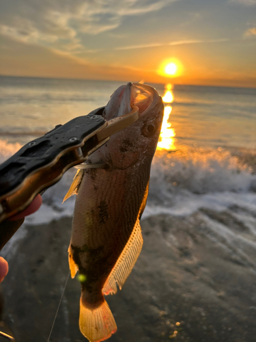 ニベの釣果