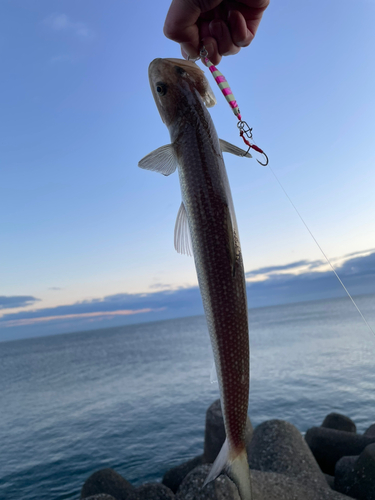 エソの釣果