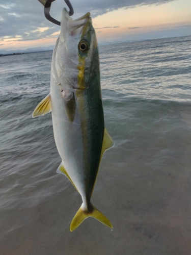 ツバイソの釣果