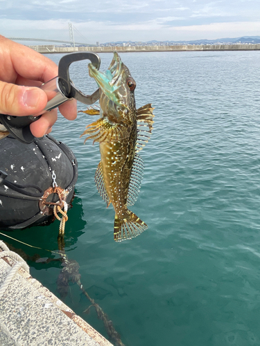 アナハゼの釣果