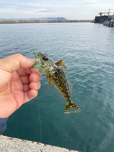 アナハゼの釣果