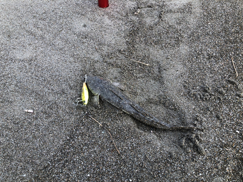 コチの釣果