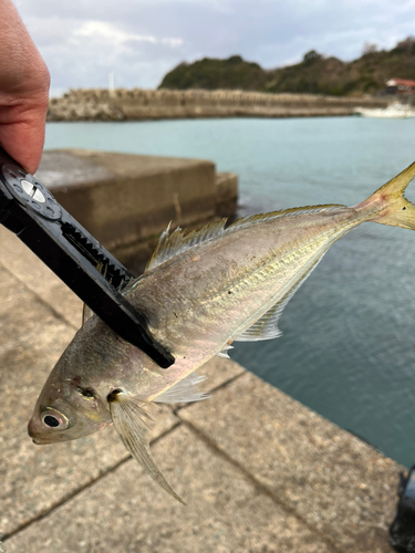 マアジの釣果