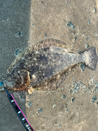 ヒラメの釣果