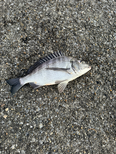 クロダイの釣果