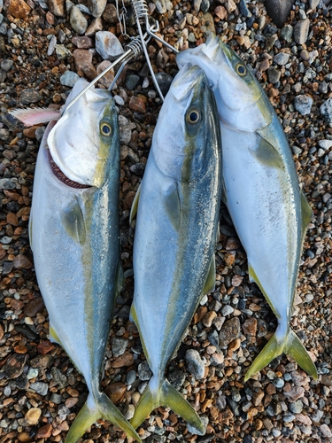 ツバイソの釣果