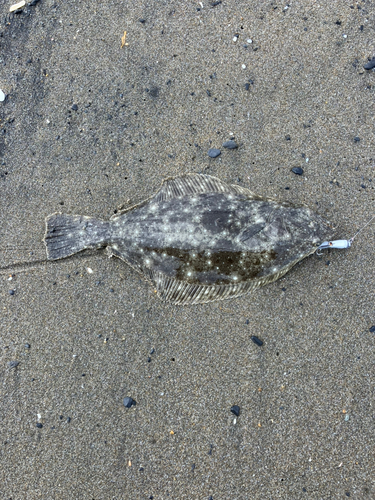 ソゲの釣果