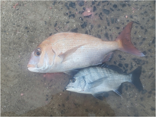 タイの釣果