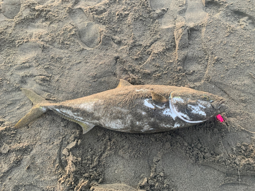 ブリの釣果