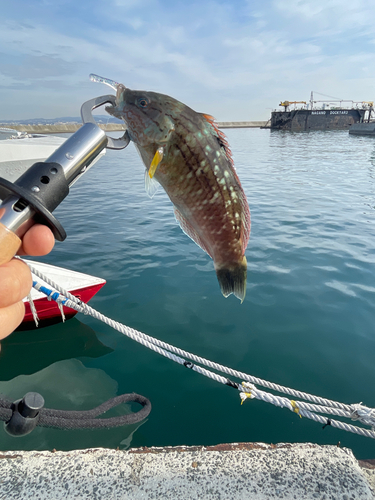 イソベラの釣果