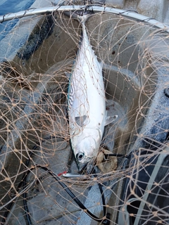 スマガツオの釣果