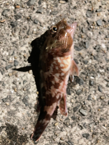 アラカブの釣果