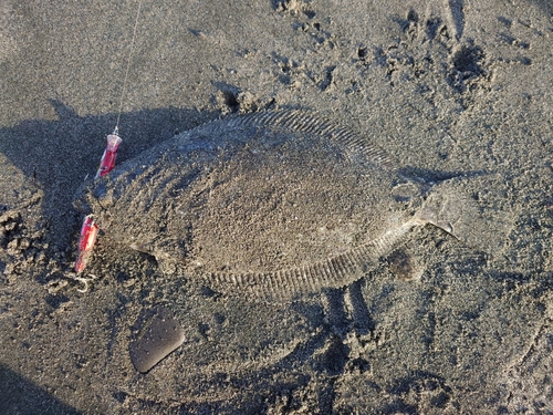 ヒラメの釣果