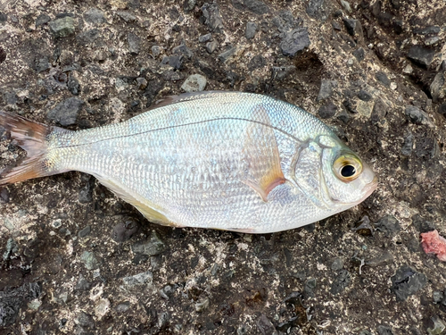 ウミタナゴの釣果