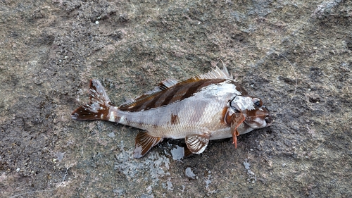 タカノハダイの釣果