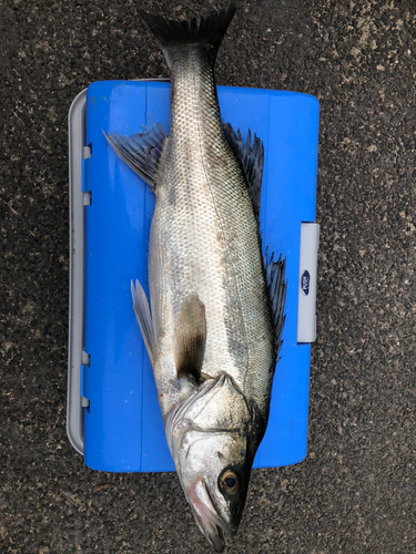 スズキの釣果