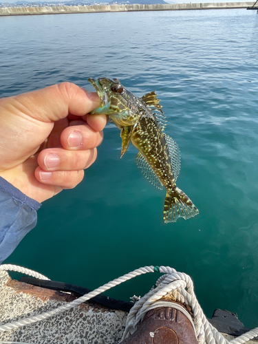 アナハゼの釣果