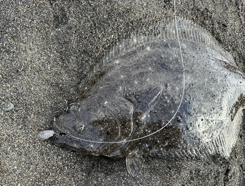 ヒラメの釣果