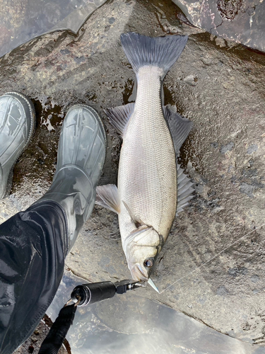 ヒラスズキの釣果