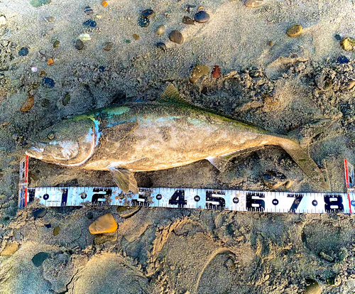 ブリの釣果