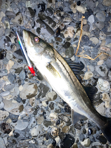 フッコ（マルスズキ）の釣果