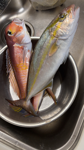 アカアマダイの釣果