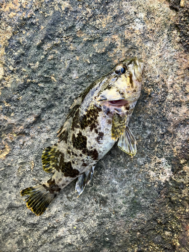 タケノコメバルの釣果