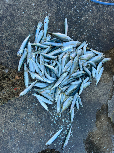 イワシの釣果